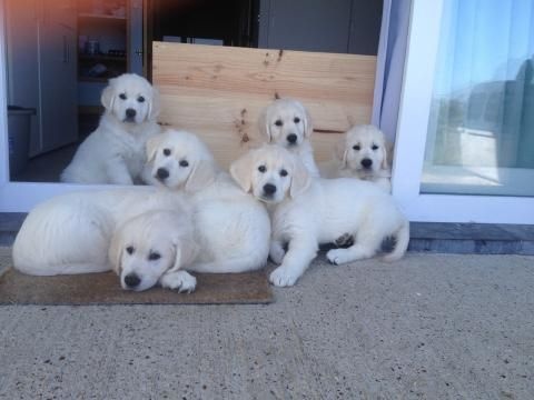 Des Dunes De La Slack - Golden Retriever - Portée née le 30/04/2015