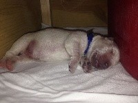 CHIOT