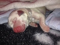 CHIOT